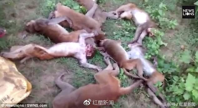 印度死亡人员的早期消息，历史与现实的交汇点