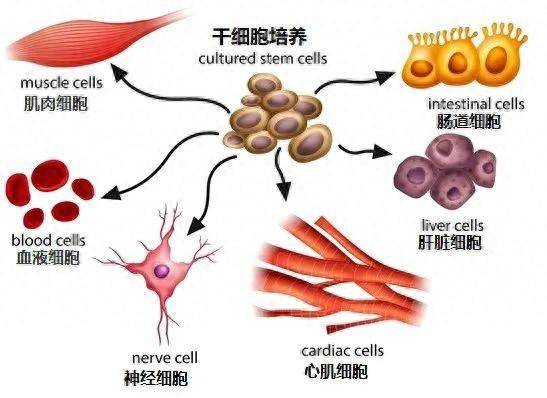 干细胞治疗早期研究进展揭秘